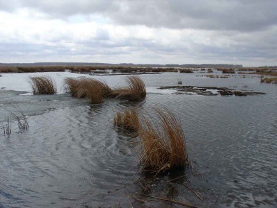 Boloto.jpg (83.42 КБ) 61058 просмотров Boloto.jpg