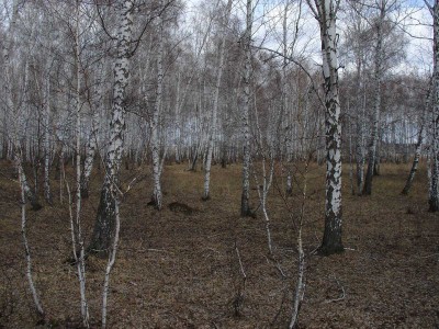 Ber.jpg (274.74 КБ) 62482 просмотра Ber.jpg