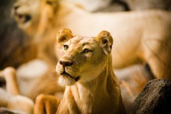 331999068_8cd616362d_o.jpg (953.78 КБ) 28603 просмотра http://www.flickr.com/photos/thomashawk/331999068/